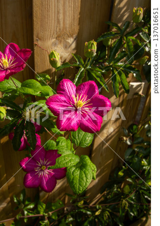 A pink passionflower in the late summer 137016651