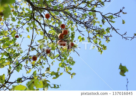 Pear fruit Pear fruit 137016845
