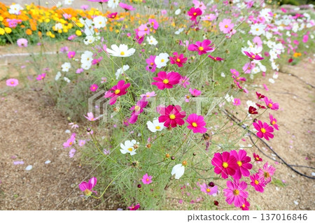 Cosmos flowers 137016846