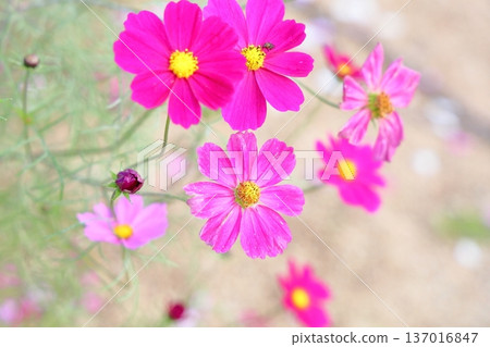 Cosmos flowers 137016847
