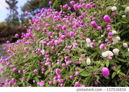 Cute globe amaranth flowers 137016850