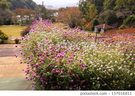 可愛的千日紅花 可愛的千日紅花 137016851