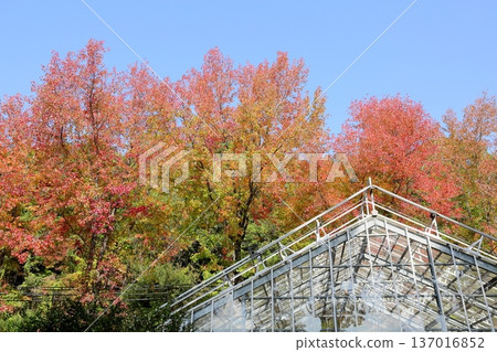 Vivid autumn leaves of American sweetgum Vivid autumn leaves of American sweetgum 137016852