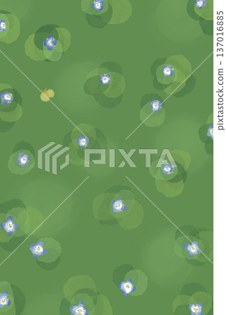 波斯婆婆納(Veronica persica)蔓延於草地 波斯婆婆納(Veronica persica)蔓延於草地 137016885