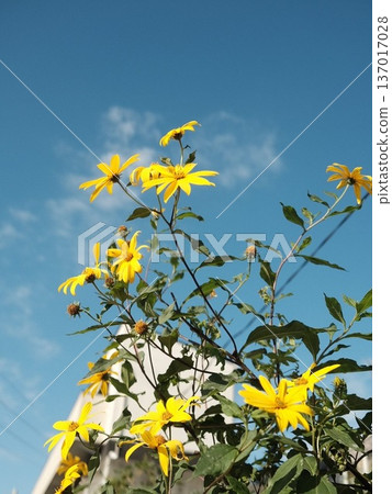 Jerusalem artichoke flowers blooming against the blue sky Jerusalem artichoke flowers blooming against the blue sky 137017028