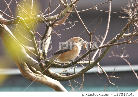 Female Shrike Female Shrike 137017143