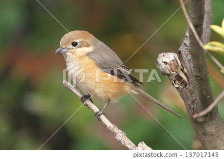 Female Shrike Female Shrike 137017145