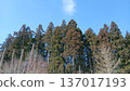 天空和雪松樹 137017193