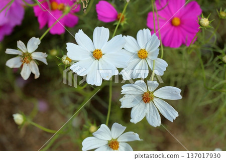 Cosmos flowers 137017930