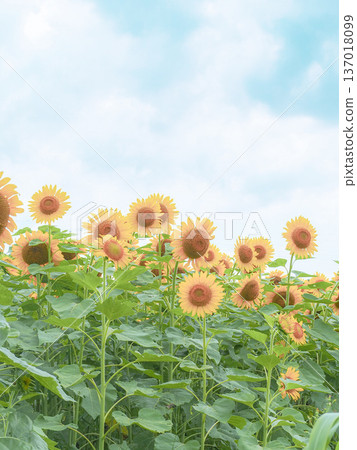 Yellow sunflowers under the blue sky 137018099