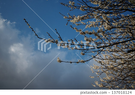 White plum shining in the blue sky White plum shining in the blue sky 137018124