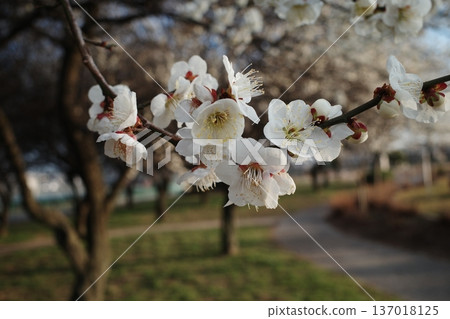 白梅花 白梅花 137018125