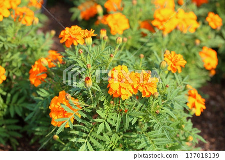 萬壽菊花 137018139