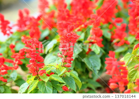 Vivid Salvia splendens flowers Vivid Salvia splendens flowers 137018144