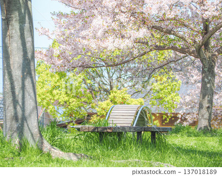 A bench under cherry blossoms in full bloom 137018189