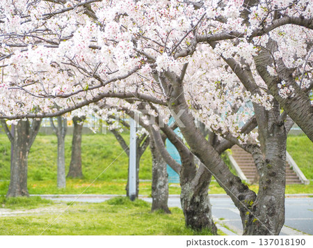 Cherry blossoms blooming on the bank 137018190