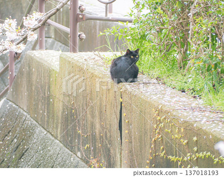 A cat gazing at you on a spring morning A cat gazing at you on a spring morning 137018193