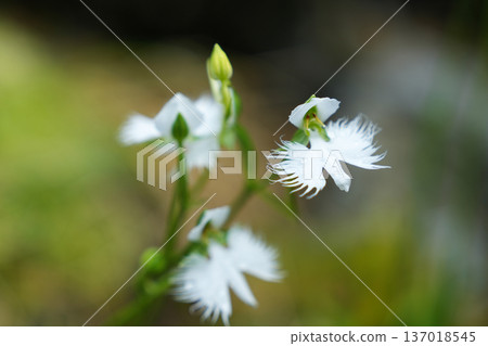 一種純白色的、形狀像白鷺的植物 137018545