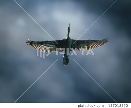 Little Black Cormorant or Phalacrocorax sulcirostris 137018550