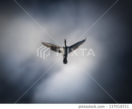 Little Black Cormorant or Phalacrocorax sulcirostris Little Black Cormorant or Phalacrocorax sulcirostris 137018551