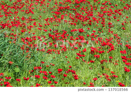 Spring bloom of anemones (Anemone coronaria) in the Negev Spring bloom of anemones (Anemone coronaria) in the Negev 137018566