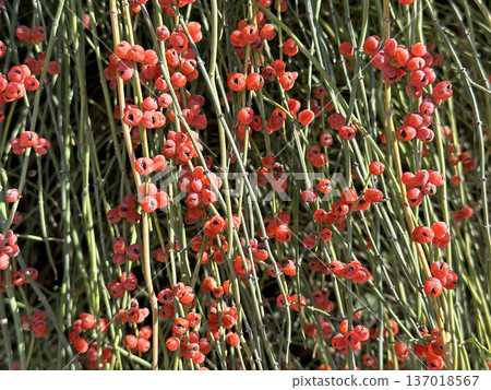 Subshrub or shrub Ephedra (Ephedra aphylla) 137018567