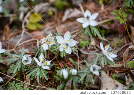 節分草 Eranthis pinnatifida 節分草 Eranthis pinnatifida 137018623