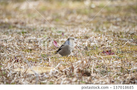 Shime, the messenger of winter, gazes at something with clear eyes. Shime, the messenger of winter, gazes at something with clear eyes. 137018685