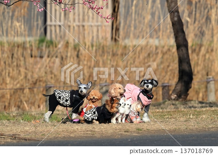 A small dog taking a commemorative photo A small dog taking a commemorative photo 137018769