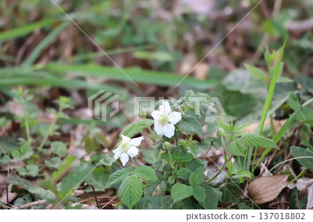 White flowers of the strawberry plant blooming on the forest floor White flowers of the strawberry plant blooming on the forest floor 137018802