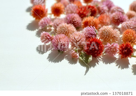 Making dried flowers from crape myrtle in the garden 137018871