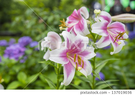 Lily of flowers 137019036