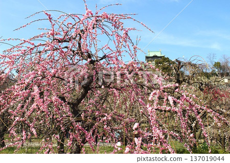 大阪城梅園的垂枝梅花盛開。 大阪城梅園的垂枝梅花盛開。 137019044