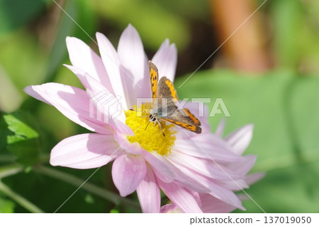 Red clam sucking nectar from wild chrysanthemums 137019050
