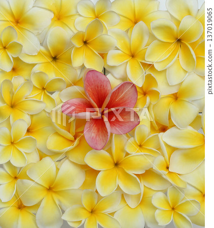 夏威夷蛋花各種類型 137019065