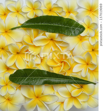 Hawaii plumeria flowers various types Hawaii plumeria flowers various types 137019069