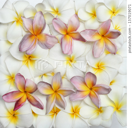 Hawaii plumeria flowers various types 137019071