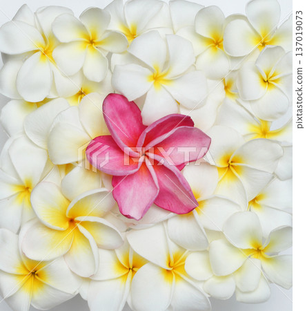 Hawaii plumeria flowers various types Hawaii plumeria flowers various types 137019073