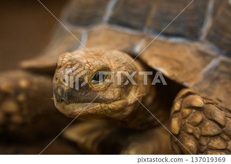 close up head of African spurred tortoise (Centrochelys sulcata) close up head of African spurred tortoise (Centrochelys sulcata) 137019369