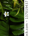 夏威夷的熱帶葉子，雞蛋花 137019437