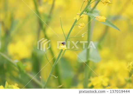 瓢蟲停在油菜花上 瓢蟲停在油菜花上 137019444