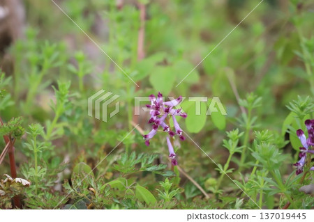 Spring wildflower: Corydalis ulmoides 137019445