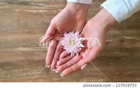 A woman holds a white and pink chrysanthemum flower in her hands close-up against a textured background. Women's holiday. Tenderness and fragility. High quality photo A woman holds a white and pink chrysanthemum flower in her hands close-up against a textured background. Women's holiday. Tenderness and fragility. High quality photo 137019733