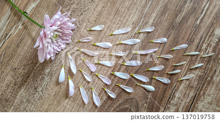 Close-up of a white-pink chrysanthemum flower on a textured background. Women's holiday. Delicacy and fragility. High quality photo 137019758