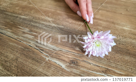 A woman holds a white and pink chrysanthemum flower in her hands close-up against a textured background. Women's holiday. Tenderness and fragility. High quality photo 137019771