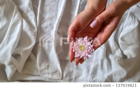 A woman holds a white and pink chrysanthemum flower in her hands close-up against a textured background. Women's holiday. Tenderness and fragility. High quality photo A woman holds a white and pink chrysanthemum flower in her hands close-up against a textured background. Women's holiday. Tenderness and fragility. High quality photo 137019821