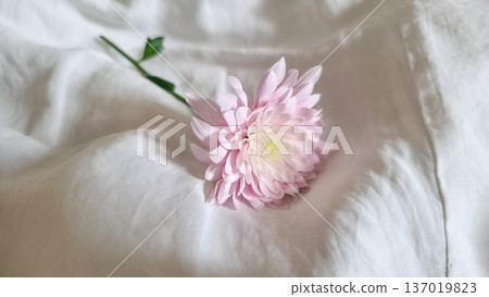 Close-up of a white-pink chrysanthemum flower on a textured background. Women's holiday. Delicacy and fragility. High quality photo 137019823