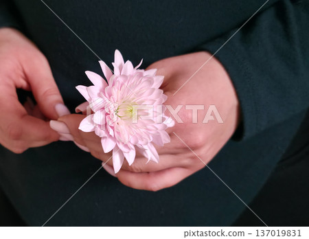 A woman holds a white and pink chrysanthemum flower in her hands close-up against a textured background. Women's holiday. Tenderness and fragility. High quality photo 137019831