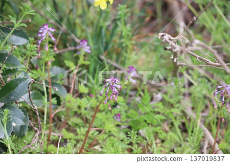 Spring wildflower: Corydalis ulmoides Spring wildflower: Corydalis ulmoides 137019837