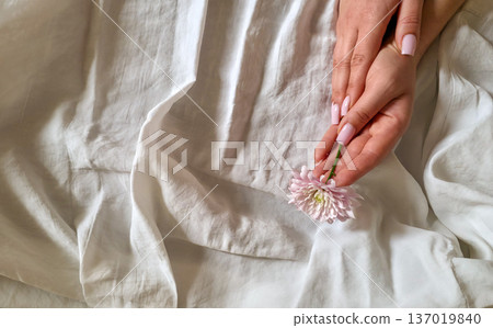 A woman holds a white and pink chrysanthemum flower in her hands close-up against a textured background. Women's holiday. Tenderness and fragility. High quality photo 137019840